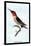 Hummingbird: Trochilus Anna-Sir William Jardine-Stretched Canvas