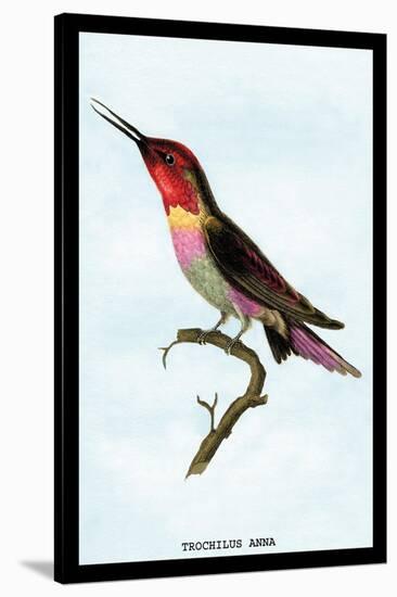 Hummingbird: Trochilus Anna-Sir William Jardine-Stretched Canvas