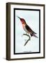 Hummingbird: Trochilus Anna-Sir William Jardine-Framed Art Print