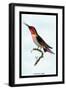 Hummingbird: Trochilus Anna-Sir William Jardine-Framed Art Print