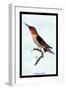 Hummingbird: Trochilus Anna-Sir William Jardine-Framed Art Print