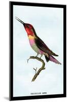 Hummingbird: Trochilus Anna-Sir William Jardine-Mounted Art Print