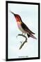 Hummingbird: Trochilus Anna-Sir William Jardine-Mounted Art Print