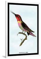 Hummingbird: Trochilus Anna-Sir William Jardine-Framed Art Print