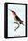 Hummingbird: Trochilus Anna-Sir William Jardine-Framed Stretched Canvas