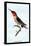 Hummingbird: Trochilus Anna-Sir William Jardine-Stretched Canvas