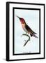 Hummingbird: Trochilus Anna-Sir William Jardine-Framed Art Print