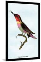 Hummingbird: Trochilus Anna-Sir William Jardine-Mounted Art Print