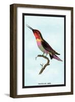 Hummingbird: Trochilus Anna-Sir William Jardine-Framed Art Print