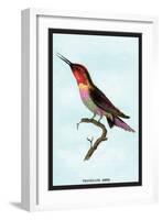 Hummingbird: Trochilus Anna-Sir William Jardine-Framed Art Print