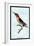 Hummingbird: Trochilus Anna-Sir William Jardine-Framed Art Print