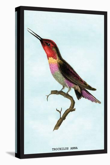 Hummingbird: Trochilus Anna-Sir William Jardine-Stretched Canvas