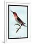 Hummingbird: Trochilus Anna-Sir William Jardine-Framed Art Print