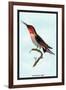 Hummingbird: Trochilus Anna-Sir William Jardine-Framed Art Print