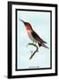 Hummingbird: Trochilus Anna-Sir William Jardine-Framed Art Print