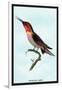 Hummingbird: Trochilus Anna-Sir William Jardine-Framed Art Print