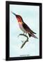 Hummingbird: Trochilus Anna-Sir William Jardine-Framed Art Print