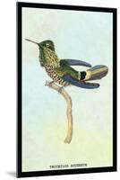 Hummingbird: Trochilus Audeneth-Sir William Jardine-Mounted Art Print