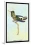 Hummingbird: Trochilus Audeneth-Sir William Jardine-Framed Art Print