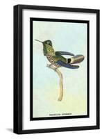 Hummingbird: Trochilus Audeneth-Sir William Jardine-Framed Art Print