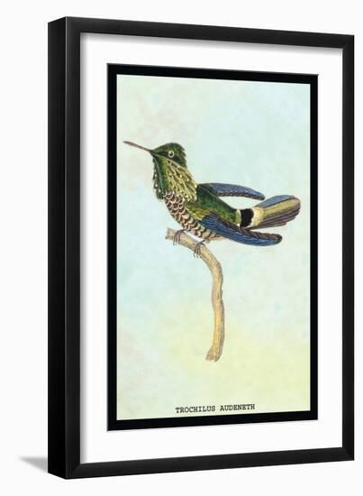 Hummingbird: Trochilus Audeneth-Sir William Jardine-Framed Art Print