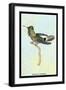 Hummingbird: Trochilus Audeneth-Sir William Jardine-Framed Art Print