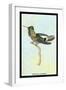 Hummingbird: Trochilus Audeneth-Sir William Jardine-Framed Art Print