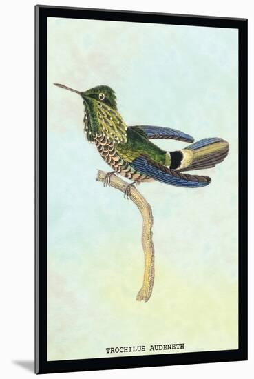 Hummingbird: Trochilus Audeneth-Sir William Jardine-Mounted Art Print