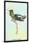 Hummingbird: Trochilus Audeneth-Sir William Jardine-Mounted Art Print