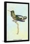 Hummingbird: Trochilus Audeneth-Sir William Jardine-Framed Stretched Canvas