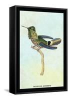 Hummingbird: Trochilus Audeneth-Sir William Jardine-Framed Stretched Canvas