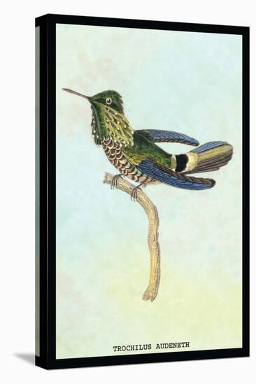 Hummingbird: Trochilus Audeneth-Sir William Jardine-Stretched Canvas