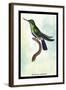 Hummingbird: Trochilus Avocetta-Sir William Jardine-Framed Art Print