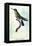 Hummingbird: Trochilus Avocetta-Sir William Jardine-Framed Stretched Canvas