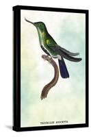 Hummingbird: Trochilus Avocetta-Sir William Jardine-Stretched Canvas