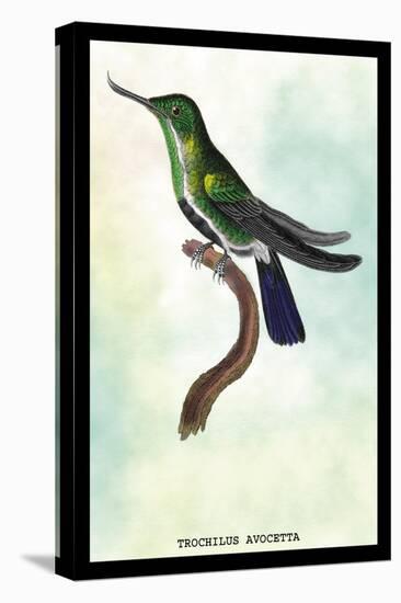 Hummingbird: Trochilus Avocetta-Sir William Jardine-Stretched Canvas
