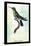 Hummingbird: Trochilus Avocetta-Sir William Jardine-Framed Stretched Canvas