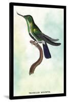 Hummingbird: Trochilus Avocetta-Sir William Jardine-Stretched Canvas