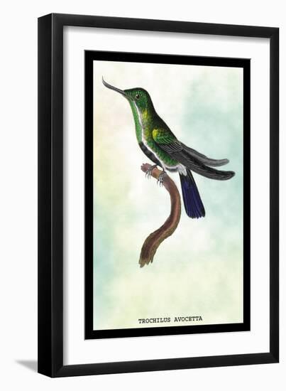 Hummingbird: Trochilus Avocetta-Sir William Jardine-Framed Art Print