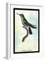 Hummingbird: Trochilus Avocetta-Sir William Jardine-Framed Art Print