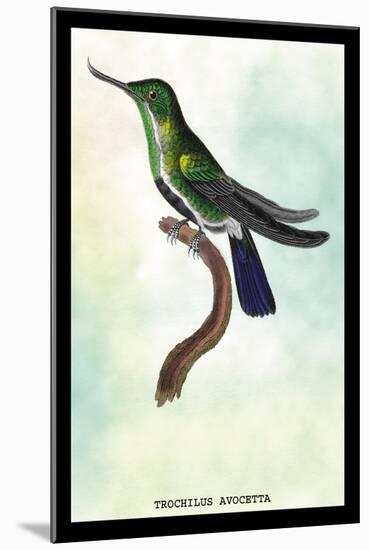 Hummingbird: Trochilus Avocetta-Sir William Jardine-Mounted Art Print