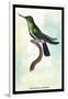 Hummingbird: Trochilus Avocetta-Sir William Jardine-Framed Art Print