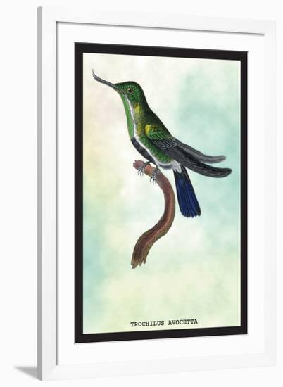 Hummingbird: Trochilus Avocetta-Sir William Jardine-Framed Art Print