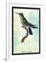 Hummingbird: Trochilus Avocetta-Sir William Jardine-Framed Art Print