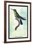 Hummingbird: Trochilus Avocetta-Sir William Jardine-Framed Art Print