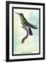 Hummingbird: Trochilus Avocetta-Sir William Jardine-Framed Art Print