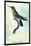 Hummingbird: Trochilus Avocetta-Sir William Jardine-Mounted Art Print