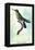 Hummingbird: Trochilus Avocetta-Sir William Jardine-Framed Stretched Canvas