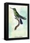 Hummingbird: Trochilus Avocetta-Sir William Jardine-Framed Stretched Canvas