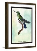 Hummingbird: Trochilus Avocetta-Sir William Jardine-Framed Art Print